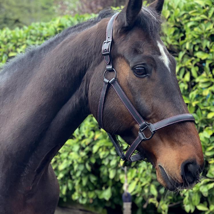 CABON SELLIER | Artisan sellier - Acccessoire / Equitation