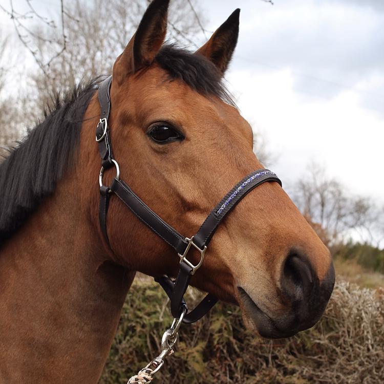 CABON SELLIER | Artisan sellier - Licol / Equitation