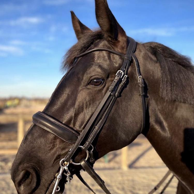 CABON SELLIER | Artisan sellier - Sur-mesure / Equitation