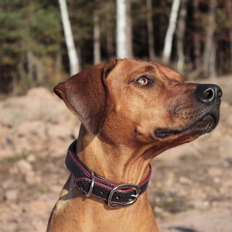 CABON SELLIER | Artisan sellier - Collier Sur-mesure / Accessoires